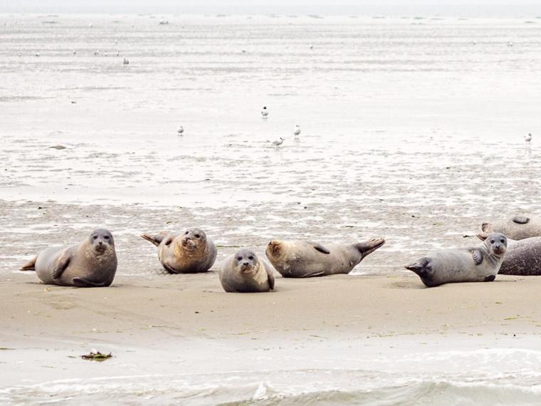 Van Harte In Zeeland Kamperland Luaran gambar